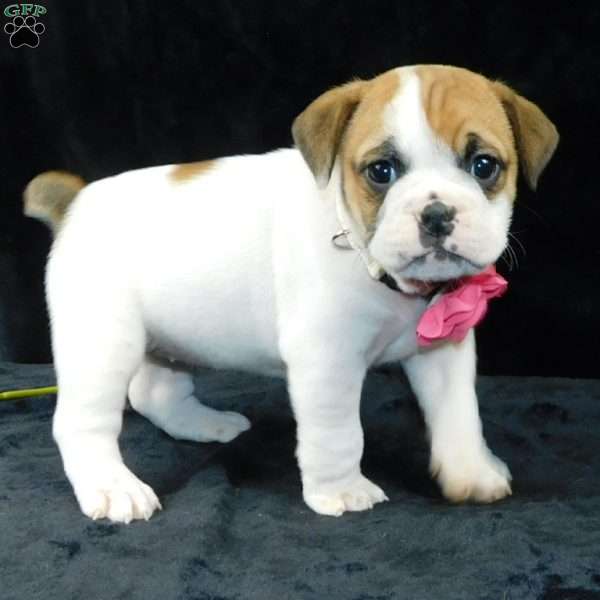 Chloe, Miniature Bulldog Puppy